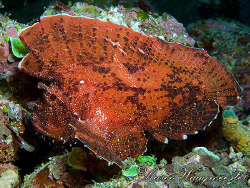 Leaf Scorpionfish (Taenianotus triacanthus) - Crystal Bay... by Marco Waagmeester 